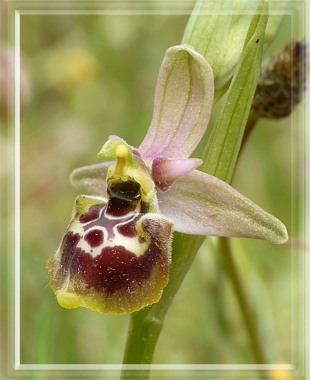 Ophrys holosericea subsp. gracilis